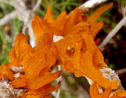 Attēlu rezultāti vaicājumam “Gymnosporangium sp.”