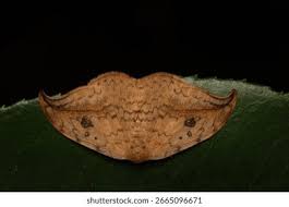 Attēlu rezultāti vaicājumam “Drepanidae”