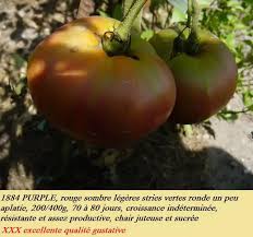 Afbeeldingsresultaat voor 1884 purple tomato