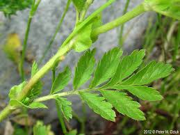 Attēlu rezultāti vaicājumam “Potentilla supina”