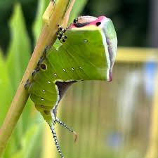 Attēlu rezultāti vaicājumam “Cerura vinula larva”
