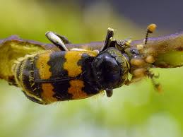 Attēlu rezultāti vaicājumam “Nicrophorus vespillo”