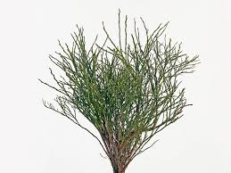 Attēlu rezultāti vaicājumam “Vaccinium myrtillus”