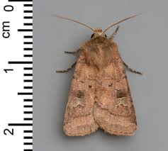 Attēlu rezultāti vaicājumam “Diarsia florida”