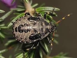 Attēlu rezultāti vaicājumam “Picromerus bidens”