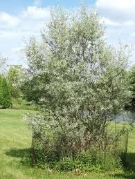 Attēlu rezultāti vaicājumam “Salix alba var. alba”