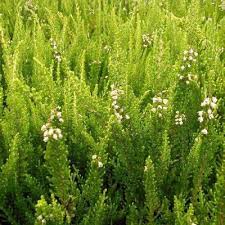 Attēlu rezultāti vaicājumam “Calluna vulgaris leaf”