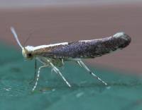 Attēlu rezultāti vaicājumam “Argyresthia semifusca”