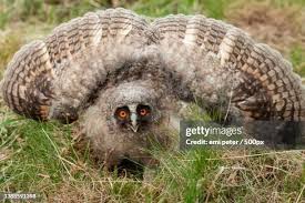 Attēlu rezultāti vaicājumam “Strigiformes”