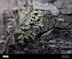 Attēlu rezultāti vaicājumam “Parmeliopsis ambigua”