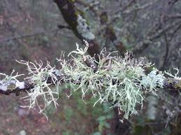 Attēlu rezultāti vaicājumam “Ramalina farinacea”
