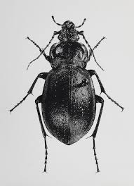Attēlu rezultāti vaicājumam “Carabus nemoralis”
