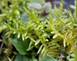 Attēlu rezultāti vaicājumam “Pleurocarpous mosses”