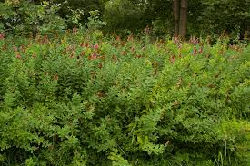 Attēlu rezultāti vaicājumam “Spiraea salicifolia”