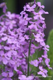 Image result for Hesperis matronalis