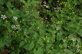 Attēlu rezultāti vaicājumam “Lapsana communis flower”
