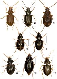 Attēlu rezultāti vaicājumam “Tachyta nana”