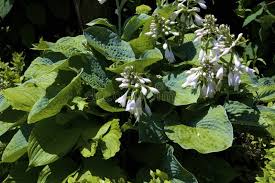 Attēlu rezultāti vaicājumam “Hosta sp. flower”