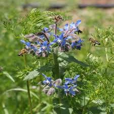 Attēlu rezultāti vaicājumam “Borago officinalis”