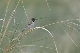 Image result for Emberiza pallasi