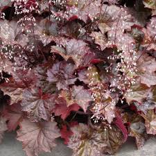 Image result for Heuchera `Palace Purple`