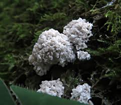 Attēlu rezultāti vaicājumam “Didymium spongiosum var. dictyospora”