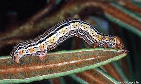 Attēlu rezultāti vaicājumam “Arichanna melanaria”