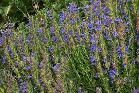 Image result for Hyssopus officinalis