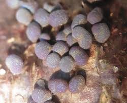 Attēlu rezultāti vaicājumam “Colloderma oculatum macro”