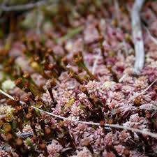 Attēlu rezultāti vaicājumam “Sphagnum capillifolium”