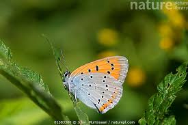 Attēlu rezultāti vaicājumam “Lycaena dispar”