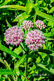 Attēlu rezultāti vaicājumam “Asclepiadaceae”