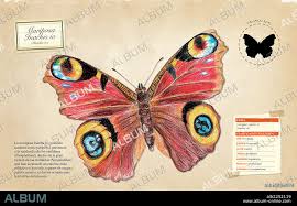 Attēlu rezultāti vaicājumam “Inachis io”