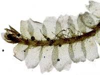 Attēlu rezultāti vaicājumam “Lophocolea heterophylla”