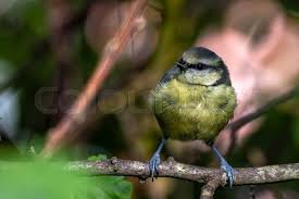 Attēlu rezultāti vaicājumam “Cyanistes caeruleus juvenile”