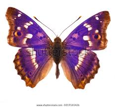 Attēlu rezultāti vaicājumam “Apatura iris underside”