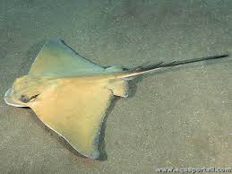 Image result for Myliobatis aquila