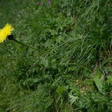 Attēlu rezultāti vaicājumam “Hypochaeris maculata”