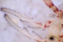 Attēlu rezultāti vaicājumam “Lophopilio palpinalis”