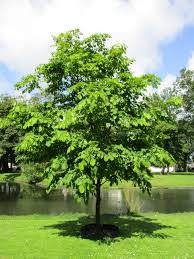 Attēlu rezultāti vaicājumam “Cladrastis kentukea”