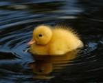 Ugly Duckling « Sherrie's Journal Thoughts of a Complex Mind
