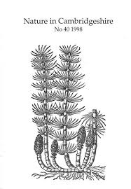 Attēlu rezultāti vaicājumam “Lamproderma gulielmae young”