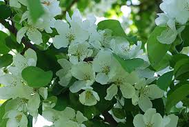 Attēlu rezultāti vaicājumam “Malus mandshurica”