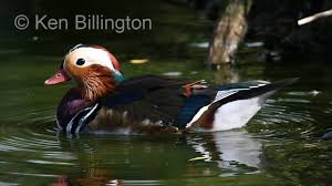 Attēlu rezultāti vaicājumam “Aix galericulata”