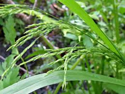 Attēlu rezultāti vaicājumam “Poa remota bud”