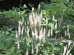 Image result for Silberkerze