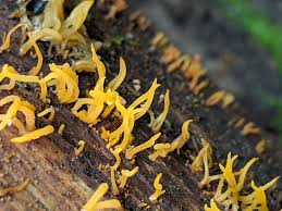 Attēlu rezultāti vaicājumam “Calocera cornea”