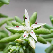 Attēlu rezultāti vaicājumam “Sedum hispanicum fruit”