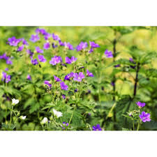 Attēlu rezultāti vaicājumam “Geranium robertianum”