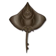 Image result for Dipturus intermedius